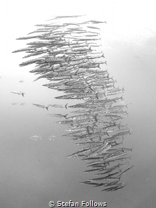 Dissolve ...

Chevron Barracuda - Sphyraena qenie

Sa... by Stefan Follows 